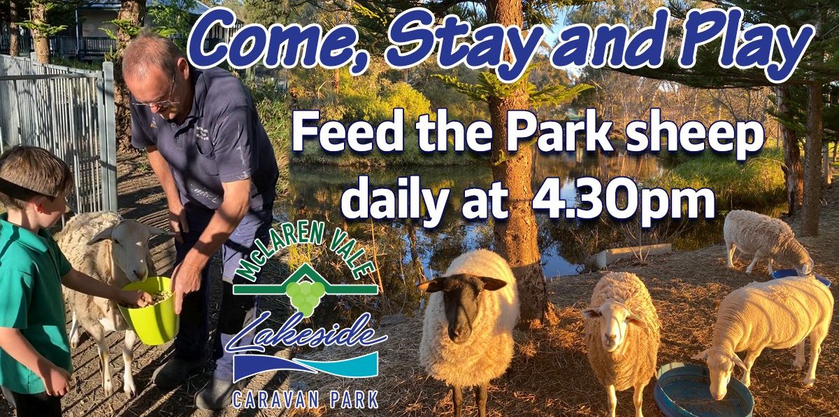 Come stay and play feed the sheep